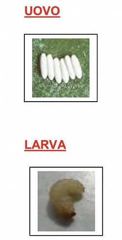 UOVO/ LARVA