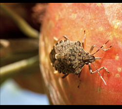 Insetti infestanti portatori di malattia e infezioni